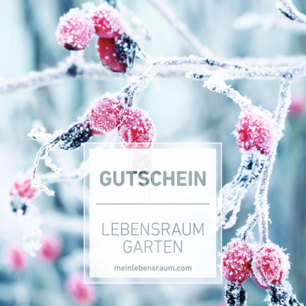 Gutschein Eisblumen rot