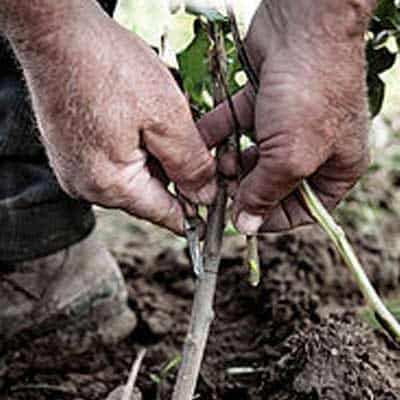 muellerlebensraum-baumschule-2